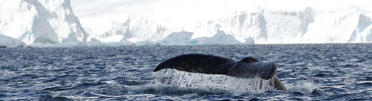 HDS28-27, Day 6, Whale, Paradise Bay © Felicity Johnson - Oceanwide Expeditions.JPG_Felicity Johnson-small