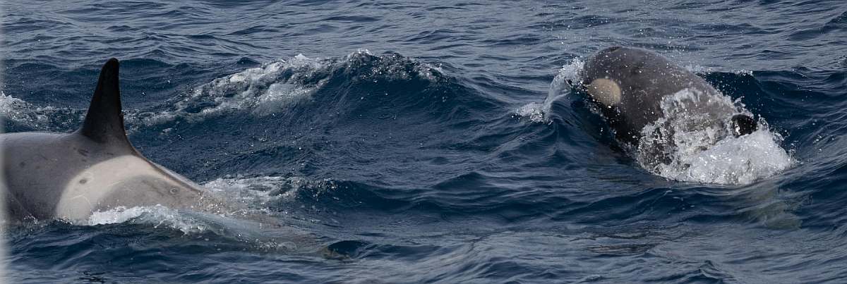 HDS28-27, Day 8, Orcas 2 © Martin Anstee Photography - Oceanwide Expeditions.jpg_MARTIN ANSTEE-small