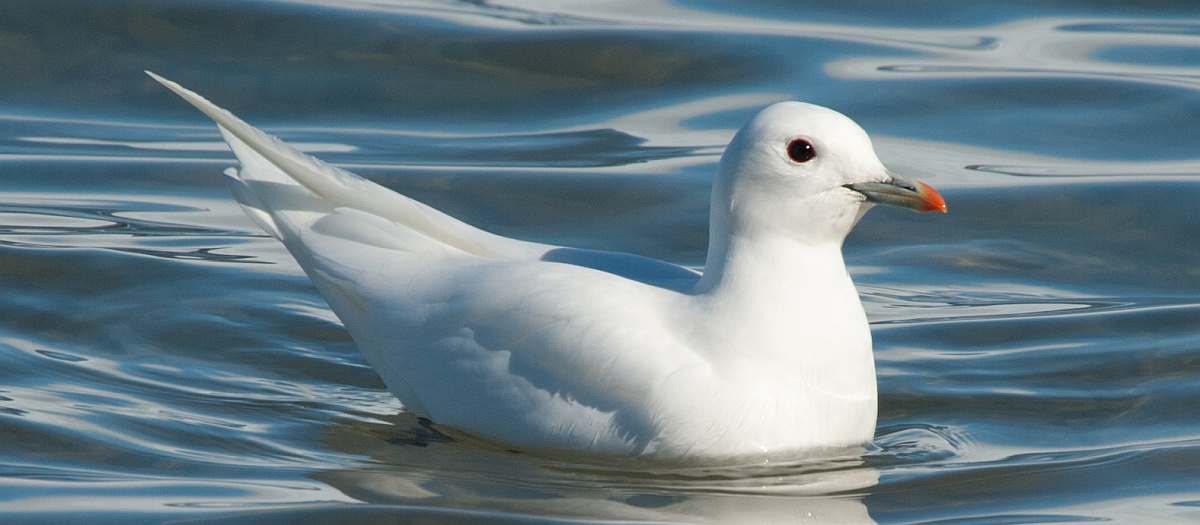OTL-Ivory Gull, Spitsbergen, June © Erwin Vermeulen-Oceanwide Expeditions (2)_Erwin Vermeulen-small