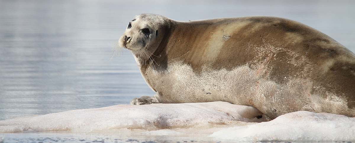 OTL-Nordspitzbergen-Bearded Seal, Spitsbergen, July © Joerg Ehrlich-Oceanwide Expeditions_Joerg Ehrlich-small