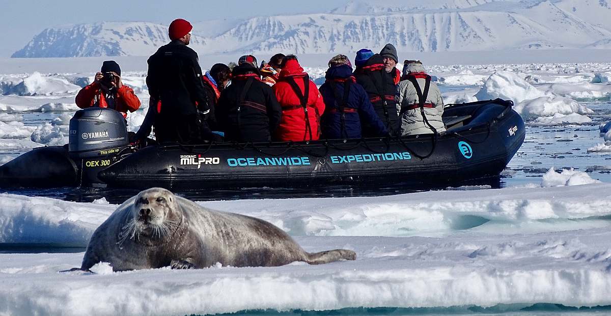 OTL-Nordspitzbergen-Bearded seal, Zodiac cruising, Svalbard, Juli © Nikki Born-Oceanwide Expeditions.jpg_Nikki Born-small