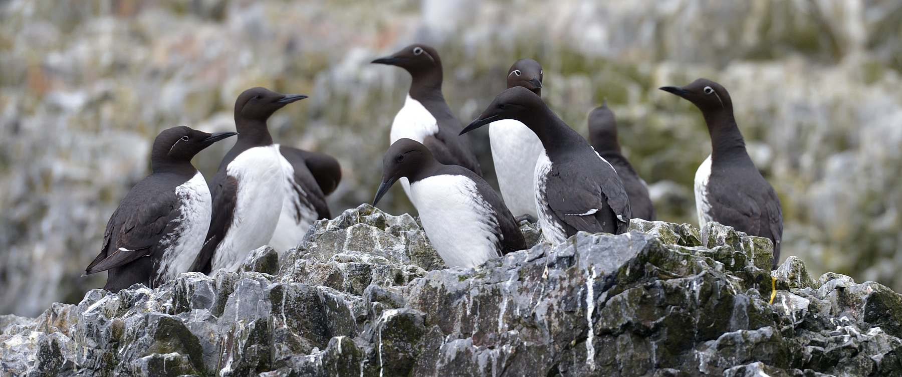 OTL-Nordspitzbergen-Common Guillemot, Spitsbergen, Alkefjellet, June_Olga Lartceva-slider