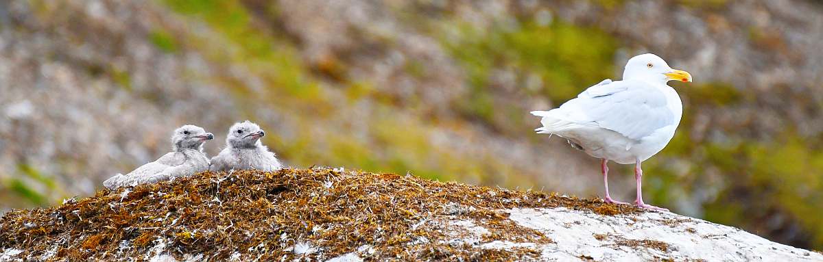 OTL-Umrundung-Glaucous gull with chicks, Svalbard © Geert Kroes - Oceanwide Expeditions.jpg_Geert Kroes-small