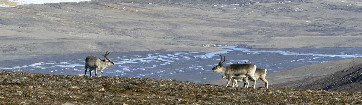 OTL-Umrundung-Svalbard Reindeer, Spitsbergen, August © Petr Slavik-Oceanwide Expeditions.jpg_Petr Slavik-small