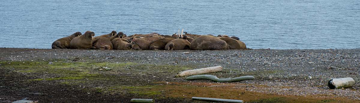 OTL-Around Spitsbergen, Kvitoya, August © Zoutfotografie-Oceanwide Expeditions (184) - kopie.JPG_Zout Fotografie-small