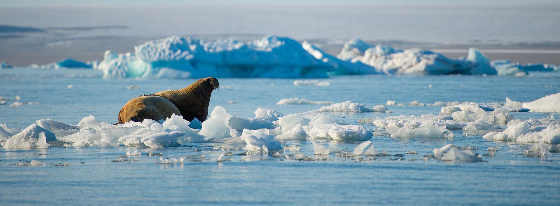 OTL-Around Spitsbergen, Kvitoya, August © Zoutfotografie-Oceanwide Expeditions (250) - kopie.JPG_Zout Fotografie-slider