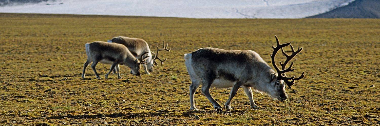 QUEST-spitzbergen-weidende-rentiere-ph-1500x500px