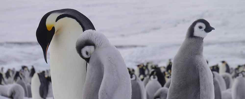 Emperor-penguins-Snow-Hill-Island-Weddell-Sea-November-©-Sebastiaan-Schijf-Oceanwide-Expeditions-3.JPG_Sebastiaan-Schijf