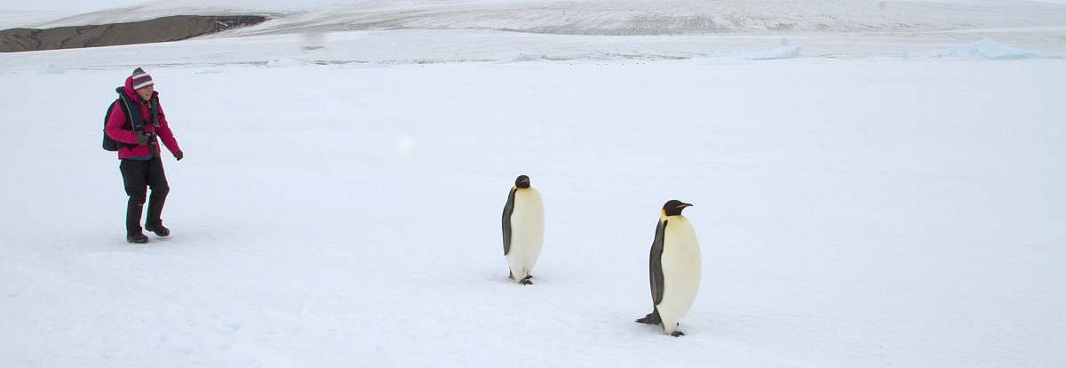 OTL-Emperor Penguins in the Weddell Sea_Douglas Newson-small