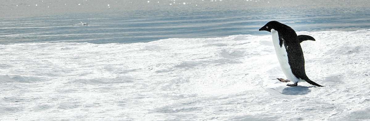 OTL-Emperor penguins, Snow Hill Island, Antarctica, Nov © Ilja Reijnen-Oceanwide Expeditions (34).jpg_Ilja Reijnen-small.jpg