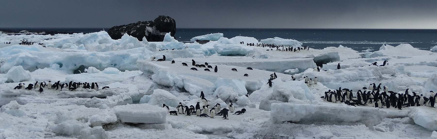 OTL-Adelie Penguins on an ice-clogged beach of Saunders Island, South Sandwich Islands_Dorine van Boekhout-small