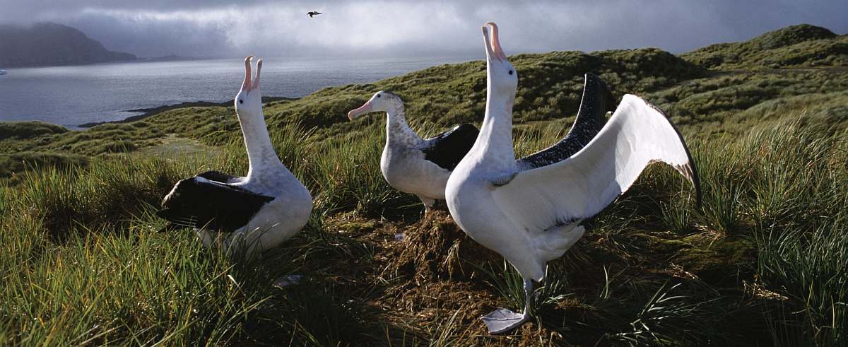 OTL-First practice in flying (Wandering Albatross)_Rinie van Meurs-small