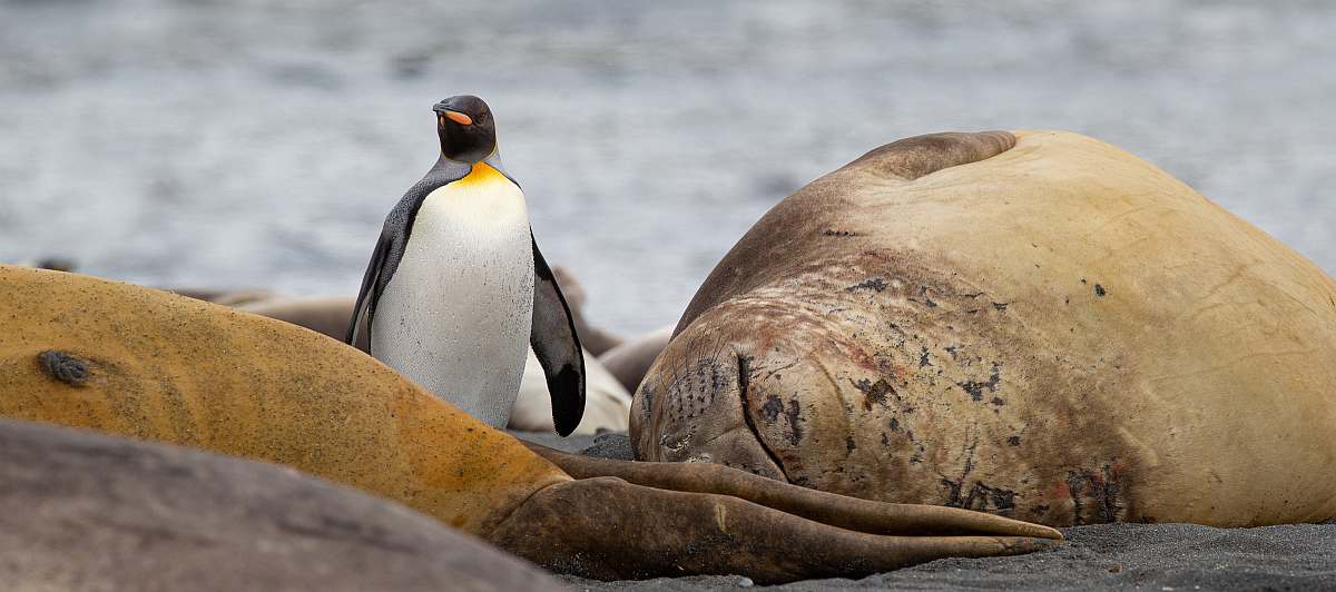 OTL-HDSEC-21, Day 13_Gold Harbour- Elephant seals and Penguins - Oceanwide Expeditions.jpg_Sara Jenner-small