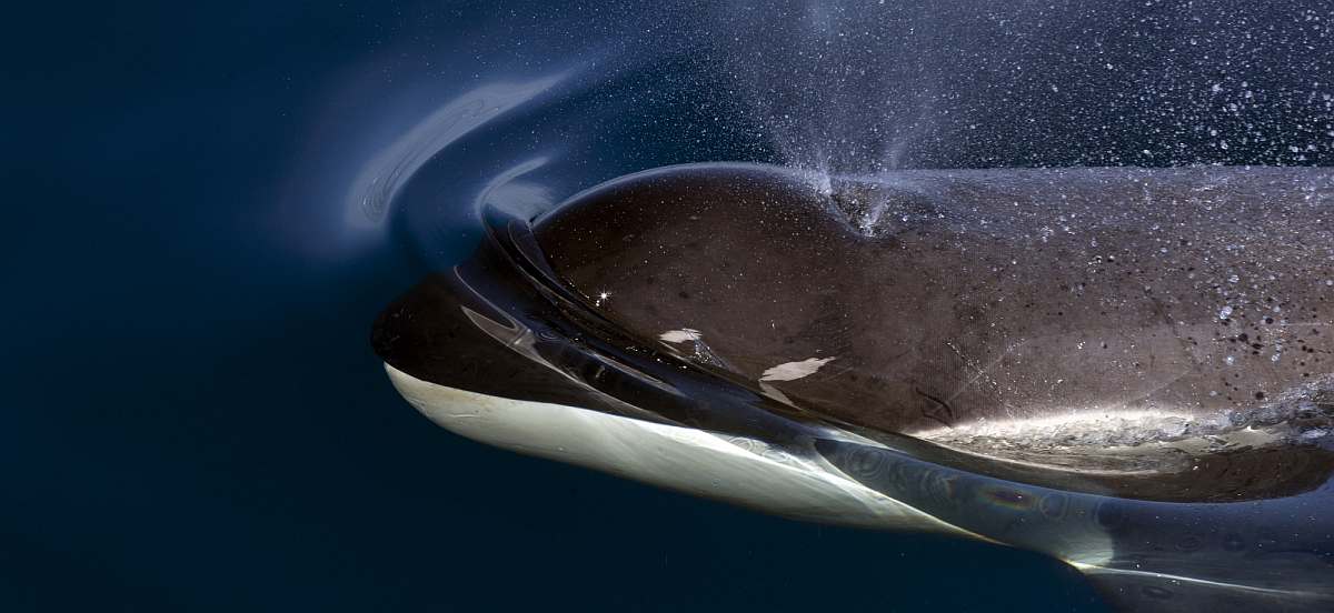 OTL-Orca_Wim van Passel-small