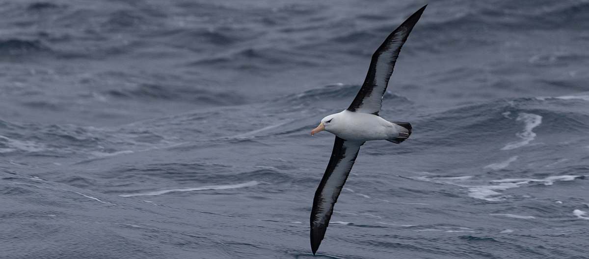 OTL28-23, Day 25, Black browed albatros © Sara Jenner - Oceanwide Expeditions.jpg_Sara Jenner-small