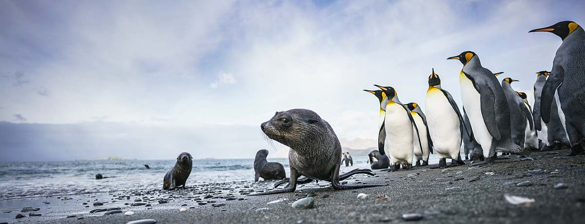 OTL-Falklands, South Georgia, Ant Peninsula © Fotografie Dietmar Denger-Oceanwide Expeditions108.jpg_Dietmar Denger-small.jpg