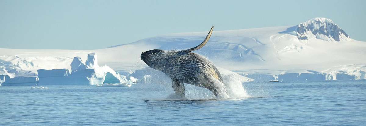 OTL-Humpback whale, breaching, Antarctica © Nicolo de Cata-Oceanwide Expeditions.jpg_Nicolo de Cata-small