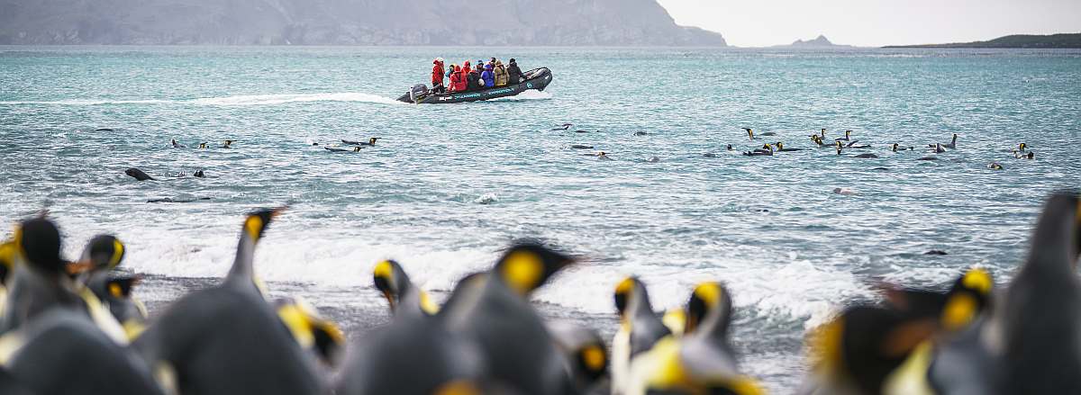 OTL-South Georgia © Fotografie Dietmar Denger-Oceanwide Expeditions91.jpg_Dietmar Denger-small