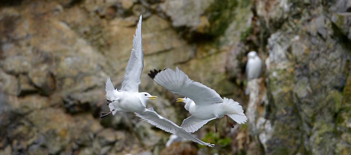 OTL-Kittiwakes, Spitsbergen © Olga Lartseva - Oceanwide Expeditions_Olga Lartseva-small