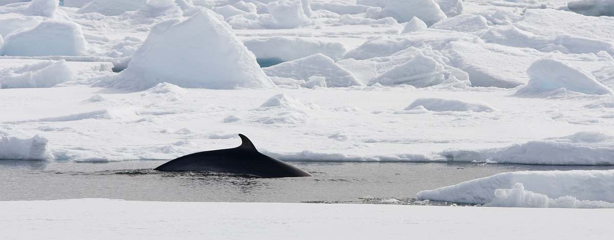 PLA-Minke Whale in Spitsbergen, July  © Arjen Drost-Oceanwide Expeditions_Arjen Drost-small