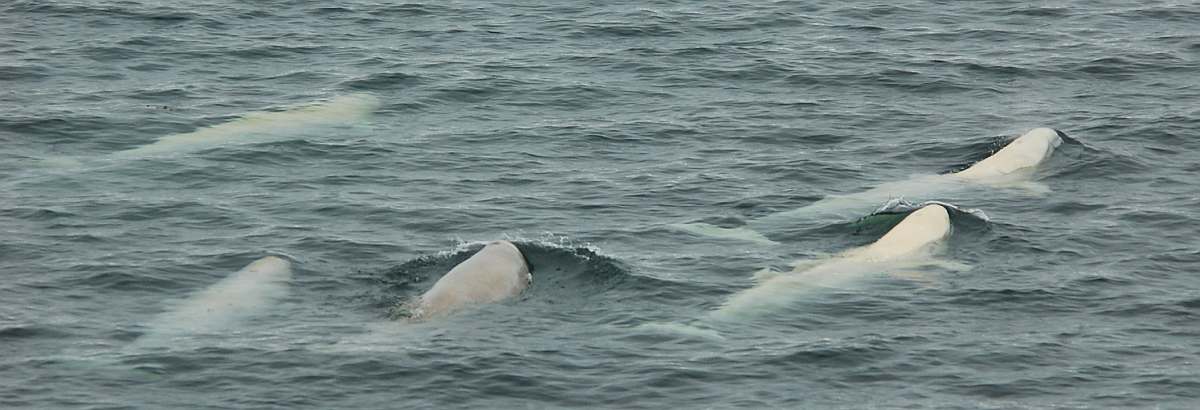 PLA-Spitsbergen, Beluga Whales, July © Elke Lindner-Oceanwide Expeditions (2)_Elke Lindnersmall