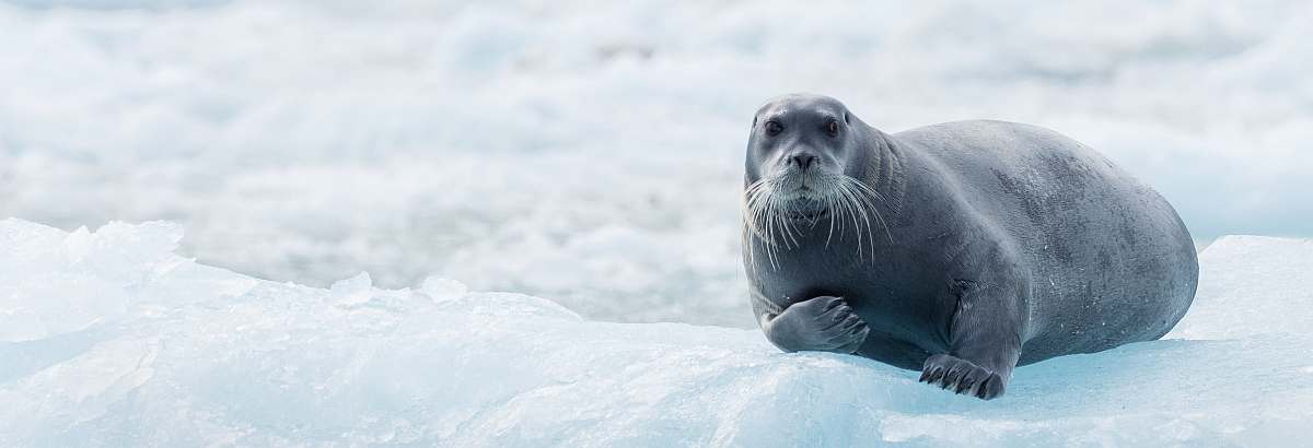 PLA-Bearded seal on an ice floe © Melissa Scott - Oceanwide Expeditions_Melissa Scott-small