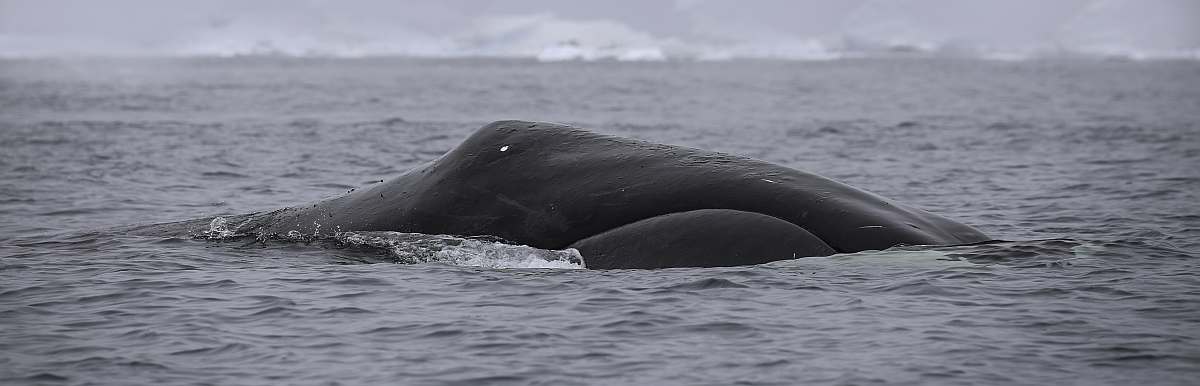 PLA-Bowhead  whale © Sara Jenner - Oceanwide Expeditions_Sara Jenner-small