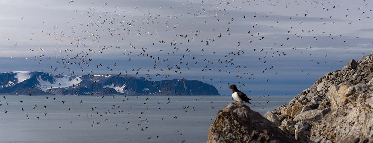 PLA-Fuglesangen Little Auk colony © Karen Mulders - Oceanwide Expeditions_Karen Mulders-small