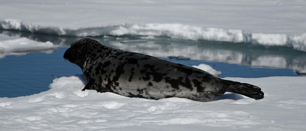 PLA-Hooded seal - Greenland pack ice © Mick Peerdeman - Oceanwide Expeditions_Mick Peerdeman-small