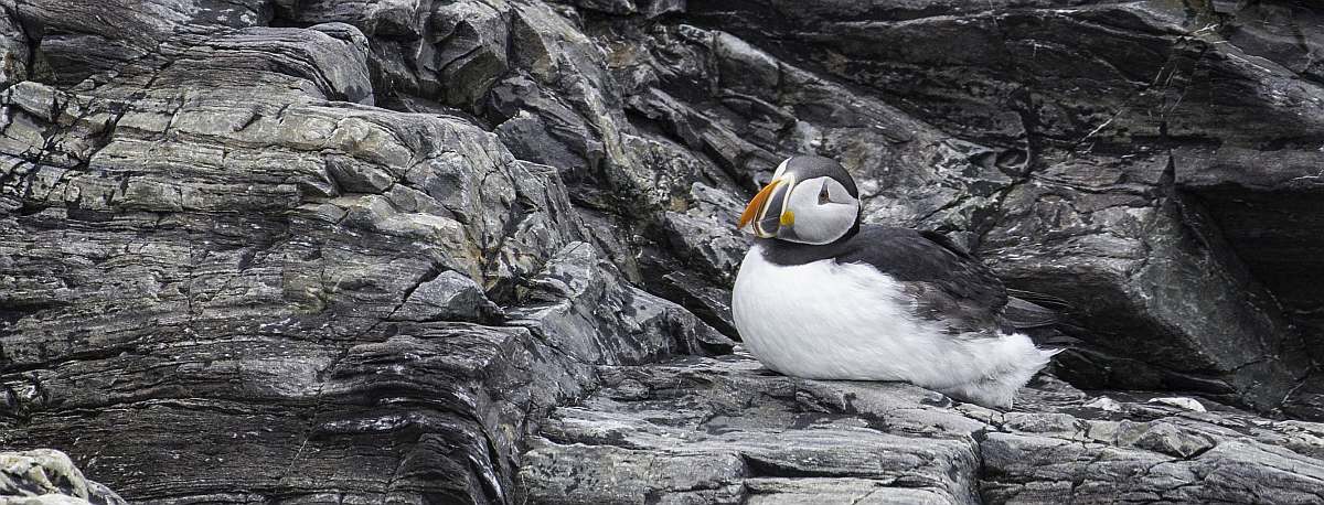 PLA-Puffin, Svalbard © Sara Jenner - Oceanwide Expeditions_Sara Jenner-small