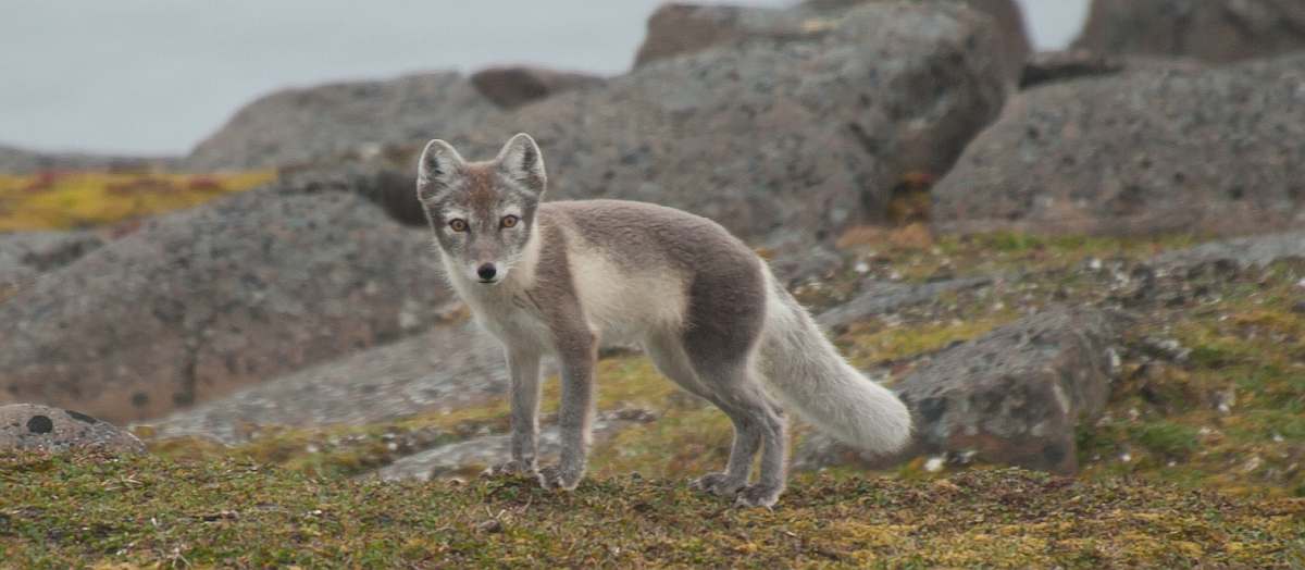 PLA-Arctic Fox, Spitsbergen, August © Erwin Vermeulen-Oceanwide Expeditions (2).jpg_Erwin Vermeulen-small