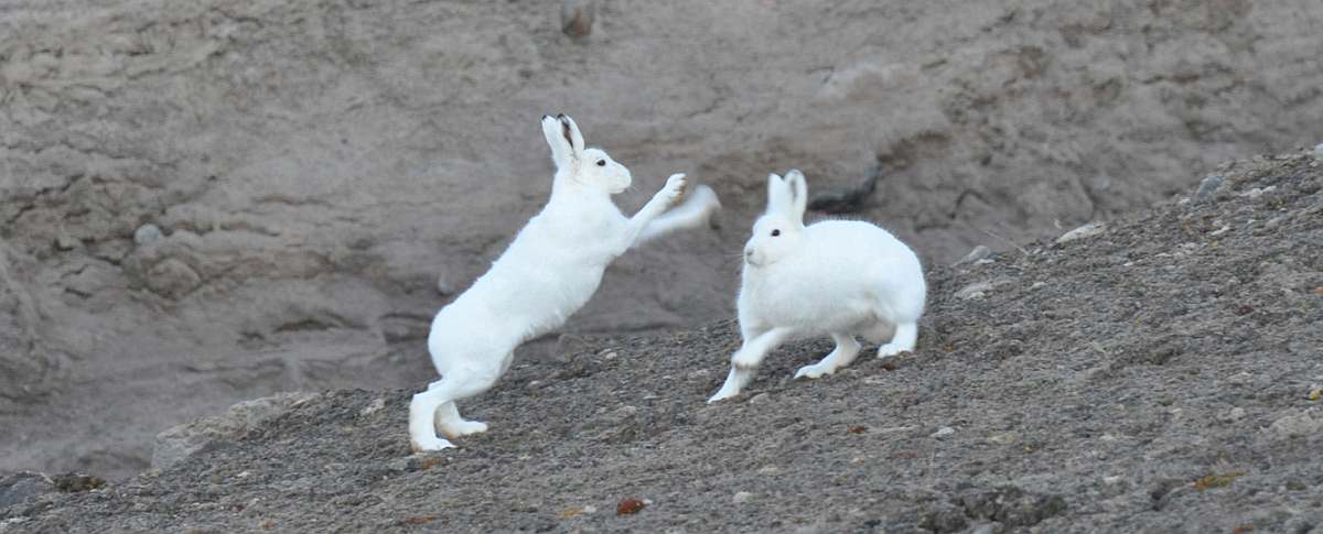 PLA-Arctic Hare, Northeast Greenland, September © Unknown passenger-Oceanwide Expeditions.jpg_Unknown passenger - Oceanwide Expeditions-small
