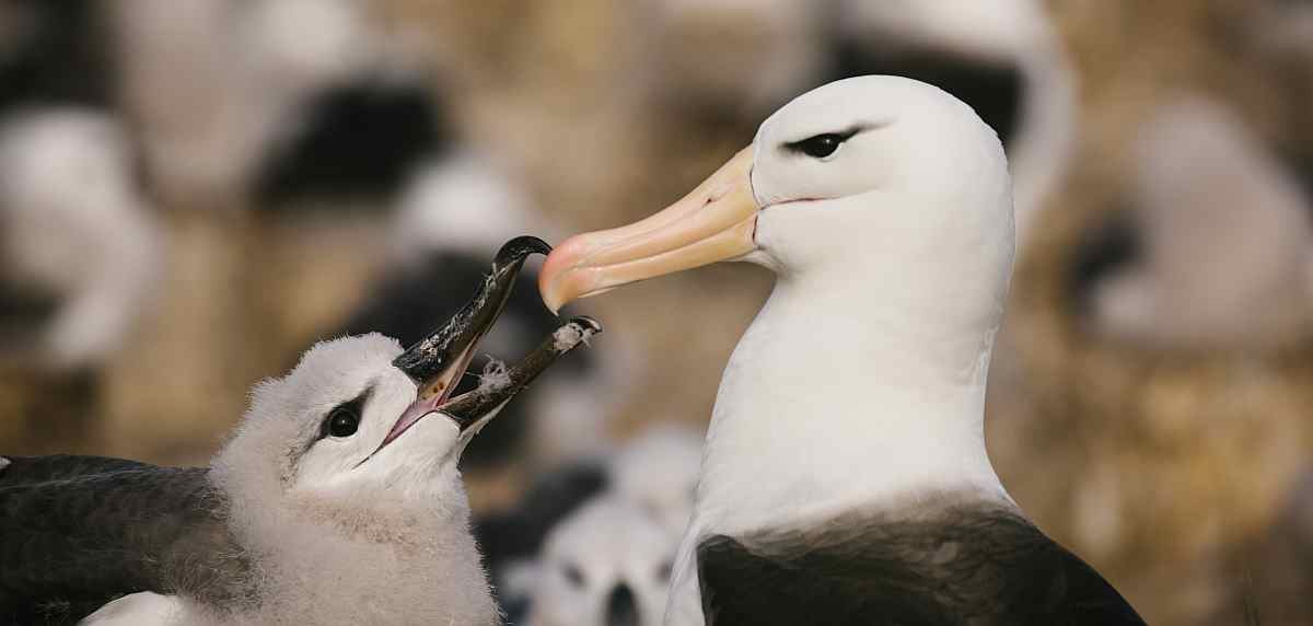 Poseidon_@-John-Bozinov_Falkland-Islands_black-browed-albatross-21_small