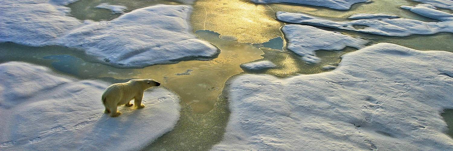 MEANDER-arktis-eisbaer-auf-besonntem-packeis-sf-1500x500px