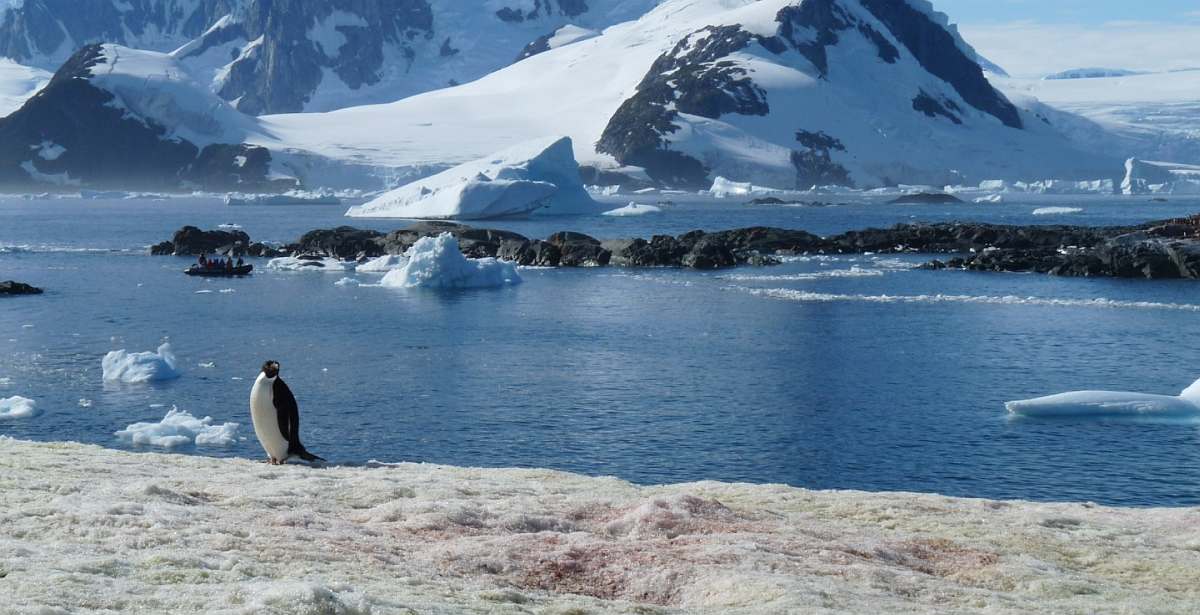 PLA-On Petermann Island © Ria van Zessen - Oceanwide Expeditions.jpg_Ria van Zessen-small
