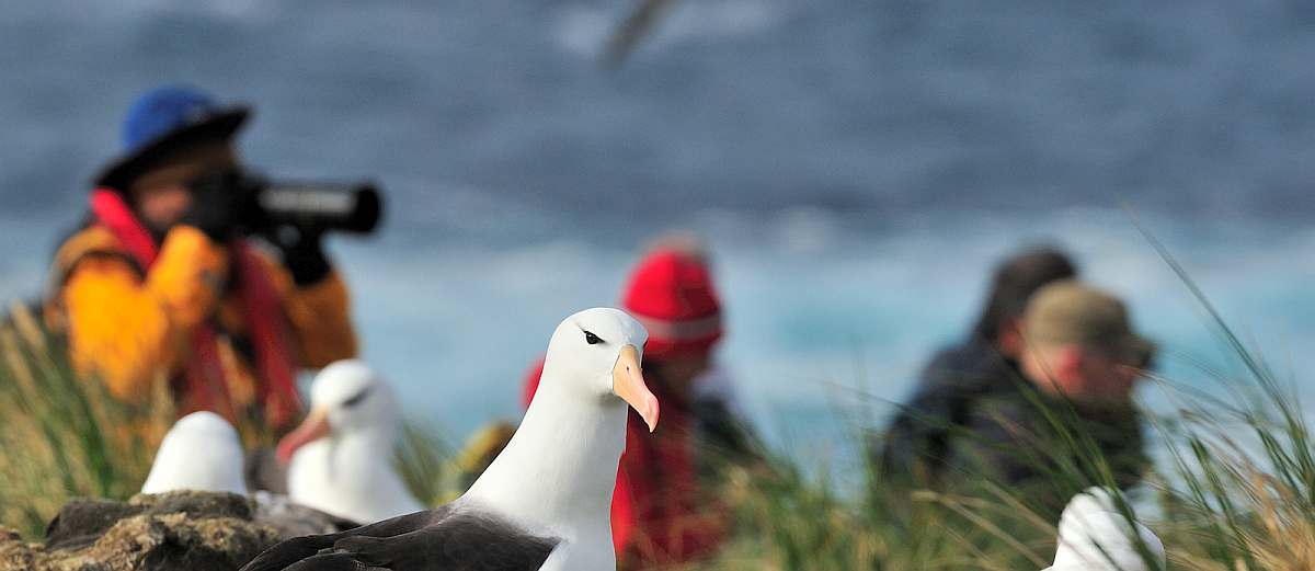 PLA-Black-browed Albatross_Falkland Islands_November_Martin van Lokven-small