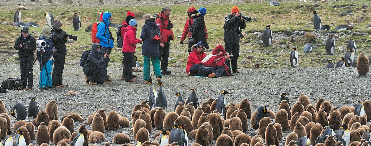 PLA-South Georgia_Fortuna Bay_MVL_20151114_4957.jpg_Martin van Lokven-small