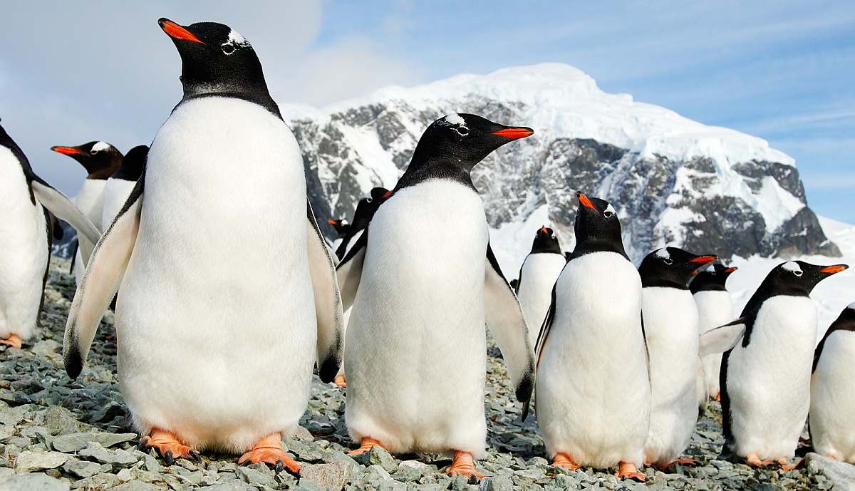 PLA-Antarctic Peninsula_Danco Island_Gentoo Penguins, March © Martin van Lokven-Oceanwide Expeditions_MVL_20070307_0034.jpg_Martin van Lokven-small
