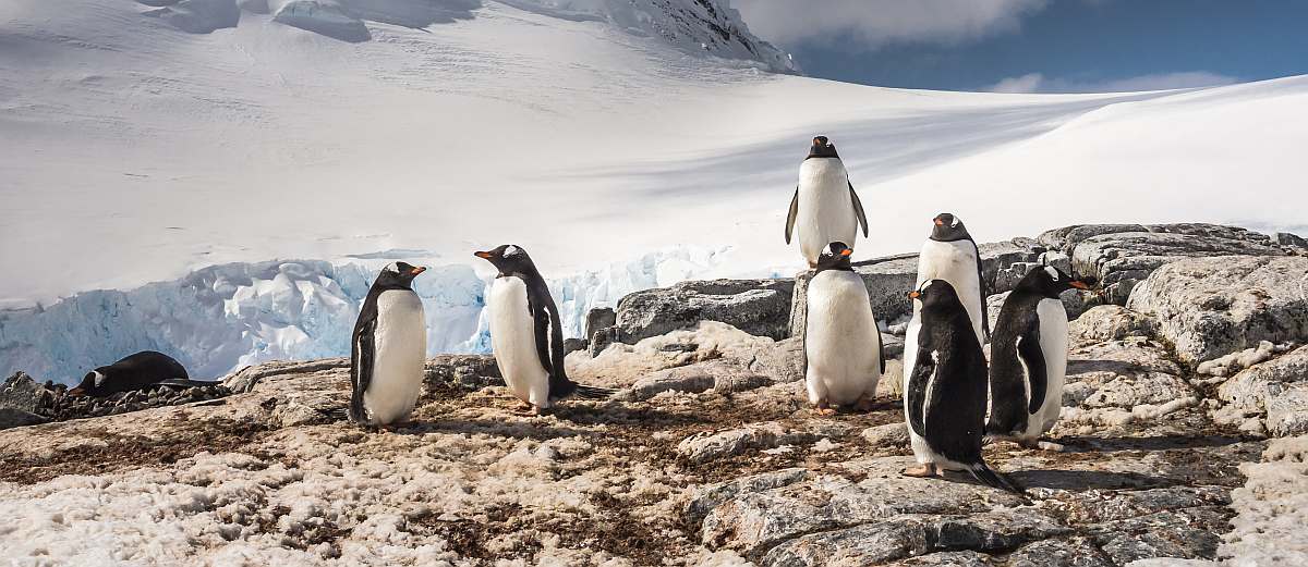 PLA-Gentoo Penguins © Dietmar Denger - Oceanwide Expeditions.jpg_Dietmar Denger-small