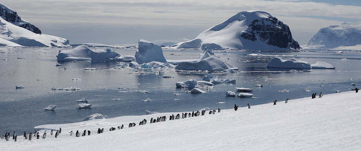 PLA-Typical Antartica Peninsula with penguins and icebergs © Jeremy King - Oceanwide Expeditions_Jeremy King-small