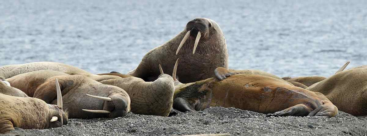 poseidon_spitzbergen_@-Page-Chichester_Svalbard-4_small