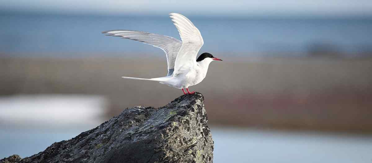 spitzbergen_poseidon_Arctic-bird-arctic-tern_small