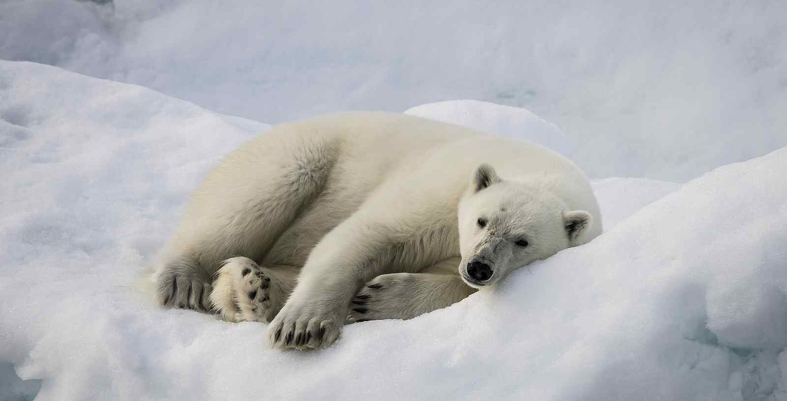 Spitzbergen_poseidon_Poseidon_© Dietmar Denger_slider