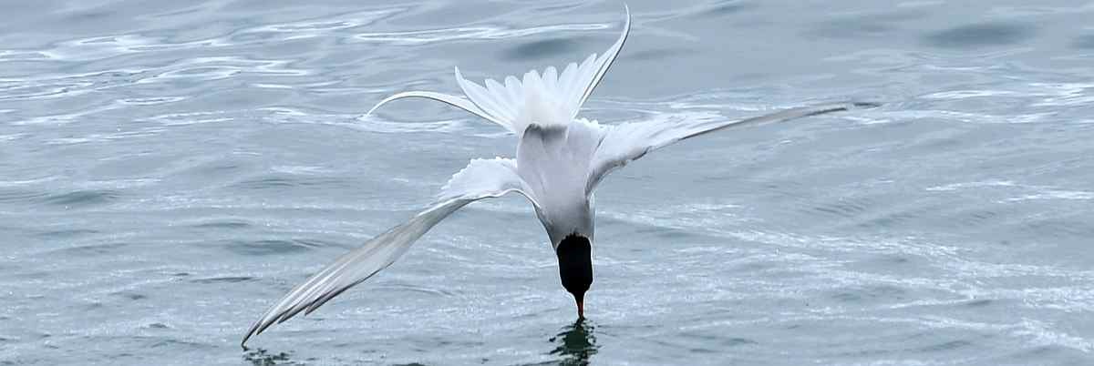 spitzbergen_poseidon_@-Page-Chichester_Svalbard-8_small