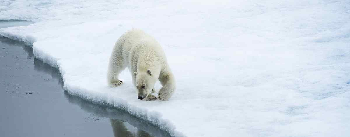 spitzbergen_poseidon_Polar-bears-2_small