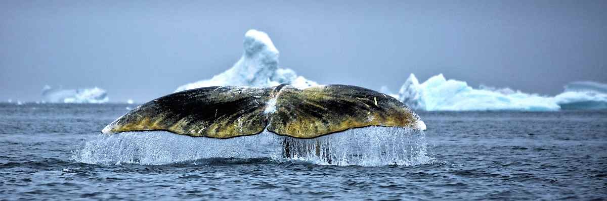 poseidon_ostgroenland_@-Filip-Kulisev_Greenland_Whale1_small
