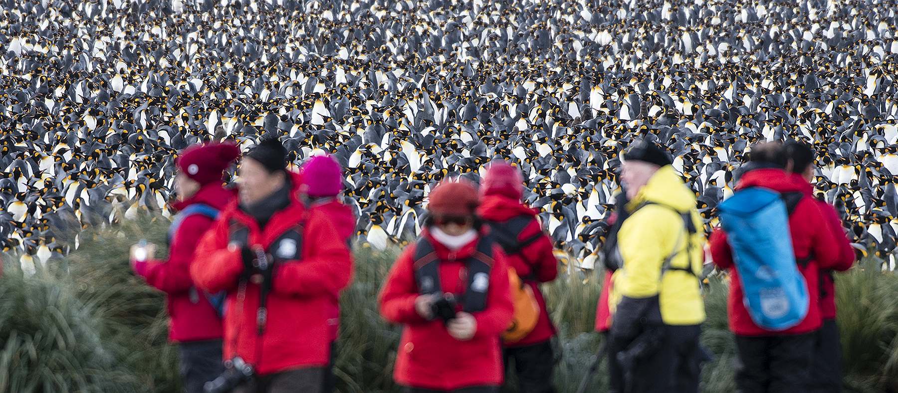 OV-En mass king penguins-slider