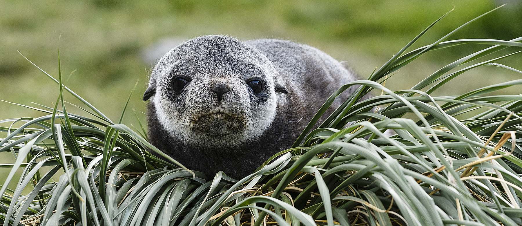 OV-Fur seal-slider