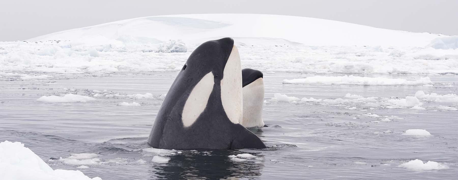 OA-Antarctica_Ocean_Icebergs_TwoOrcas_021_SS-slider