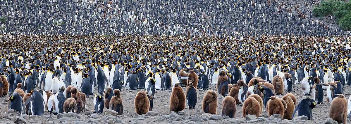 PLANCIUS-Antarktis-King-Penguin-South-Georgia_Salisbury-Plain-Jan-©-Martin-van-Lokven-Oceanwide-Expeditions-6.jpg_Martin-van-Lokven_small